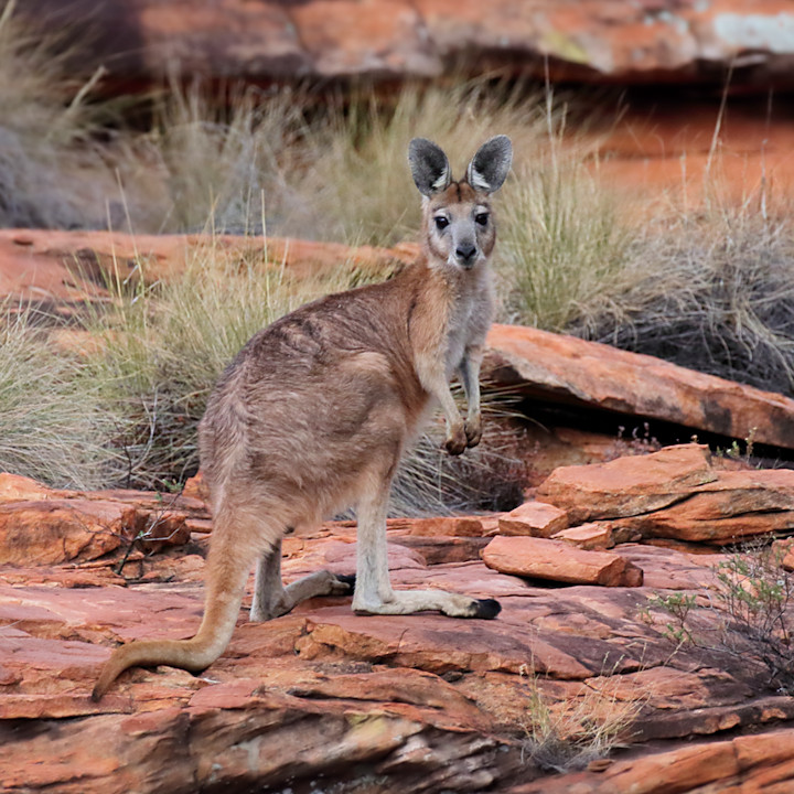 Common Wallaroo (Macropus robustus)